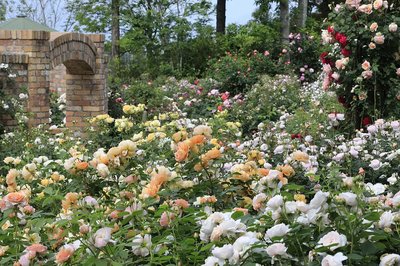🌳 붉은 언덕 헤더의 숲(레드힐 히사노모리) 이미지 2